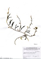 藏品(Caulerpa cupressoides (Vahl) C. Agardh var. lycopodium Weber-van Bosse)的圖片
